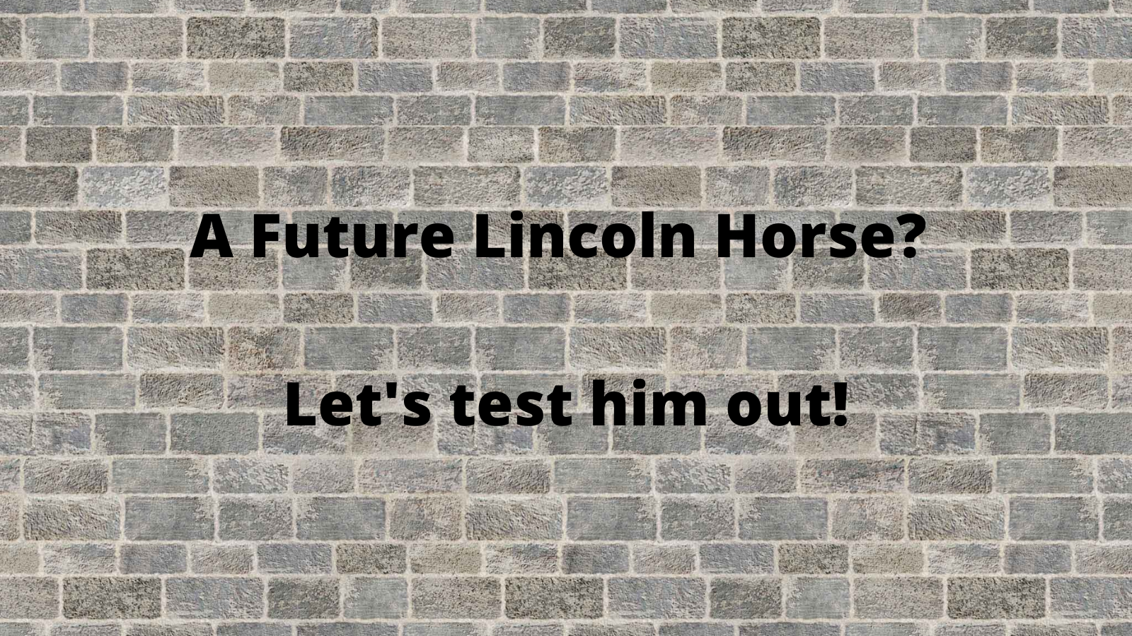Could he be a future Lincoln Horse?